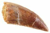 Serrated Raptor Tooth - Real Dinosaur Tooth #364822-1
